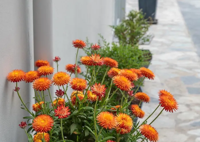 Hyacinthus Executive 5 Min To Cós